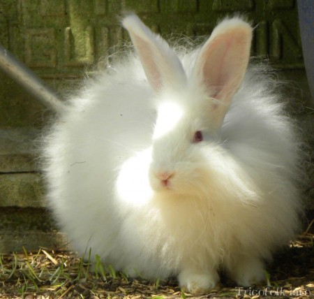 Argenté de Champagne